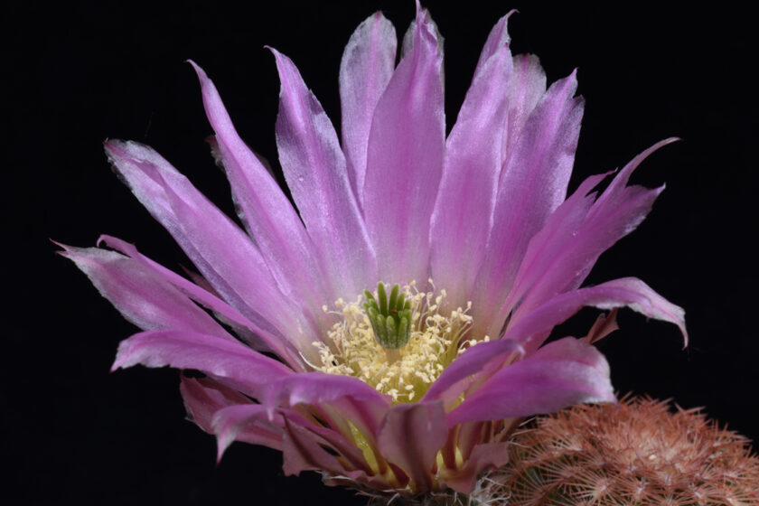 Echinocereus pectinatus, Mexico, Zacatecas, Real