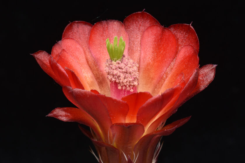 Echinocereus mojavensis fa. inermis, USA, Utah