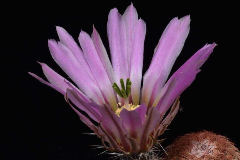Echinocereus pectinatus, Mexico, Durango, Cuencame
