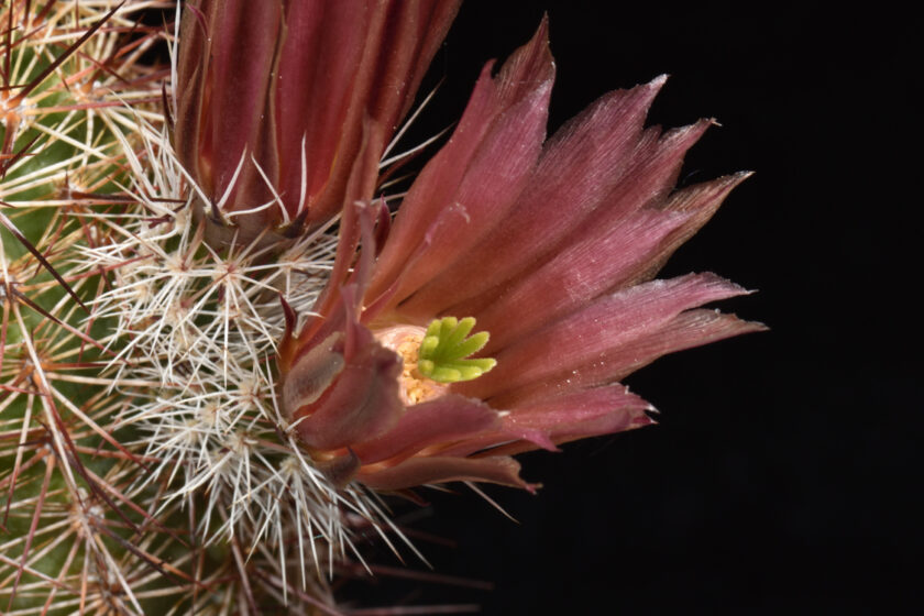 Echinocereus chloranthus x fendleri, Mexico, Chihuahua, El Sueco