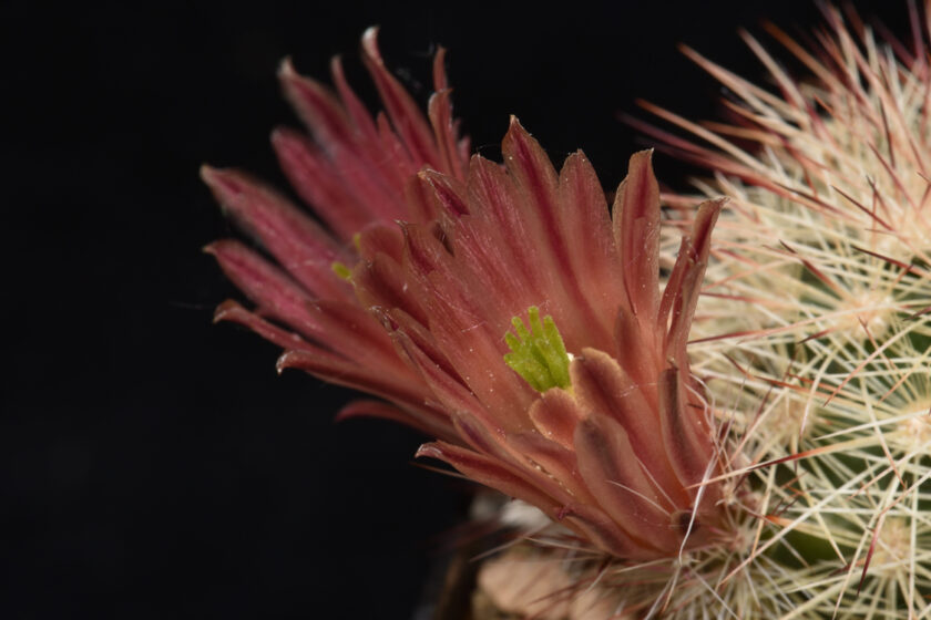 Echinocereus russanthus, USA, Texas, Mule Overlook