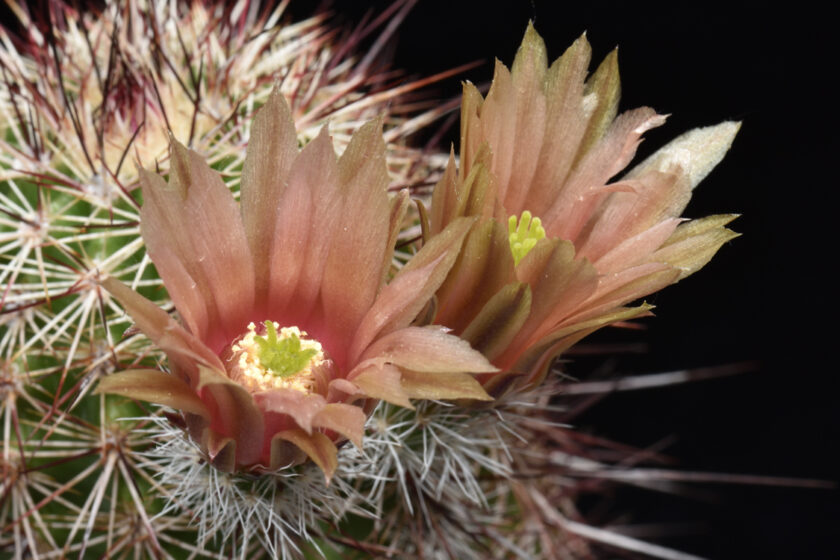 Echinocereus chloranthus x fendleri, Mexico, Chihuahua, El Sueco