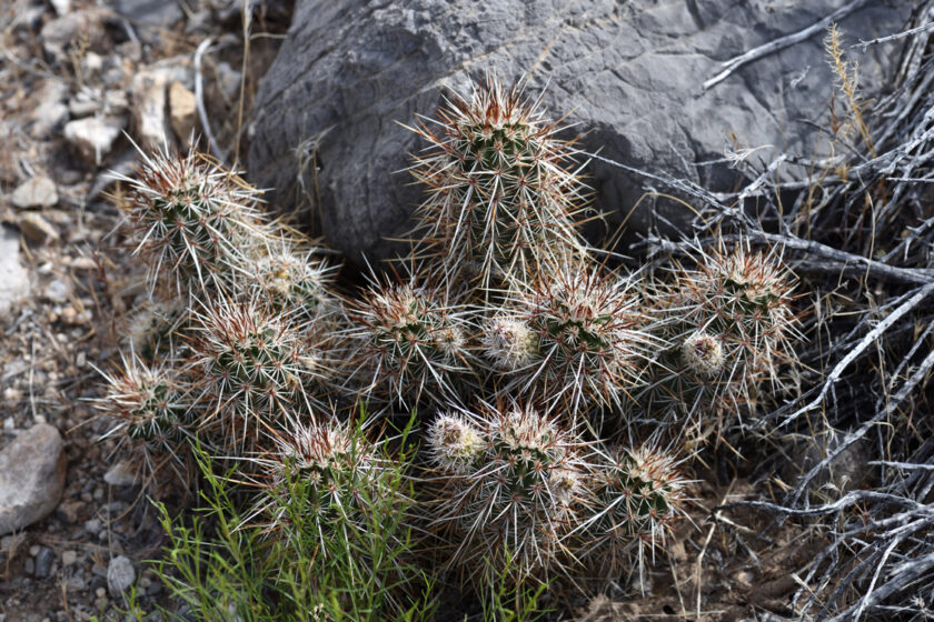 Echinocereus engelmannii, USA, Nevada, Clark Co.