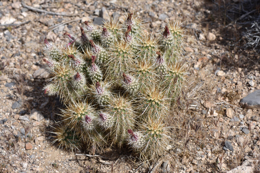 Echinocereus engelmannii, USA, Nevada, Clark Co.