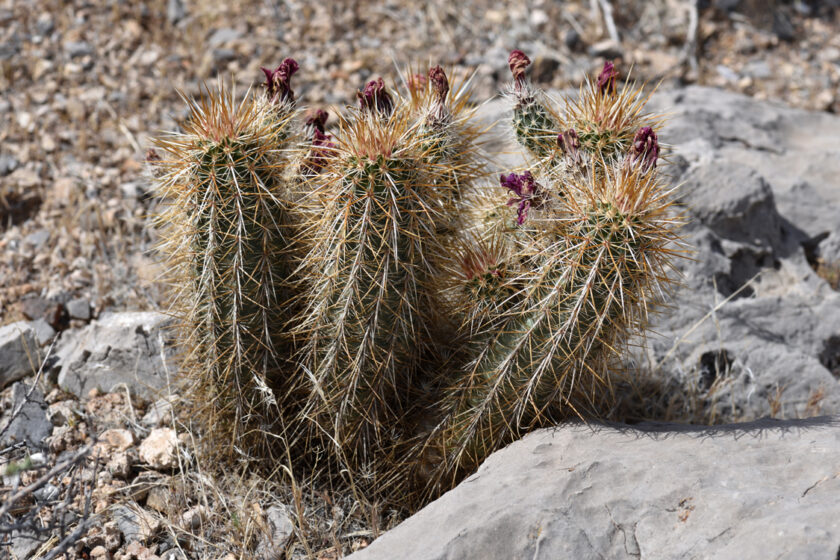Echinocereus engelmannii, USA, Nevada, Clark Co.