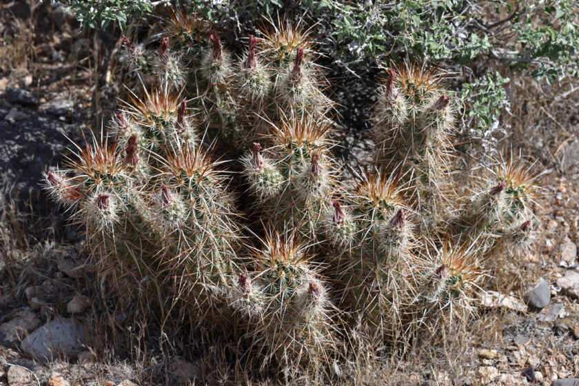Echinocereus engelmannii, USA, Nevada, Clark Co.
