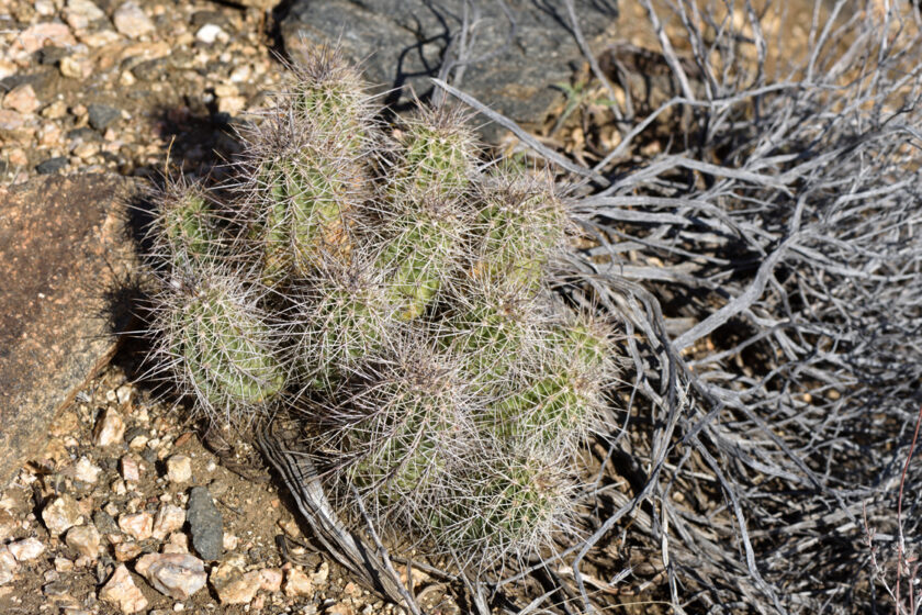 Echinocereus bakeri, USA, Arizona, Mohave Co.