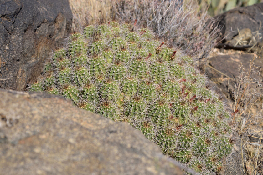 Echinocereus bakeri, USA, Arizona, Mohave Co.