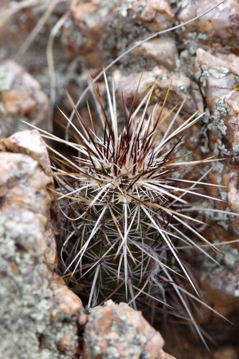 Echinocereus engelmannii, USA, Arizona, Mohave Co.