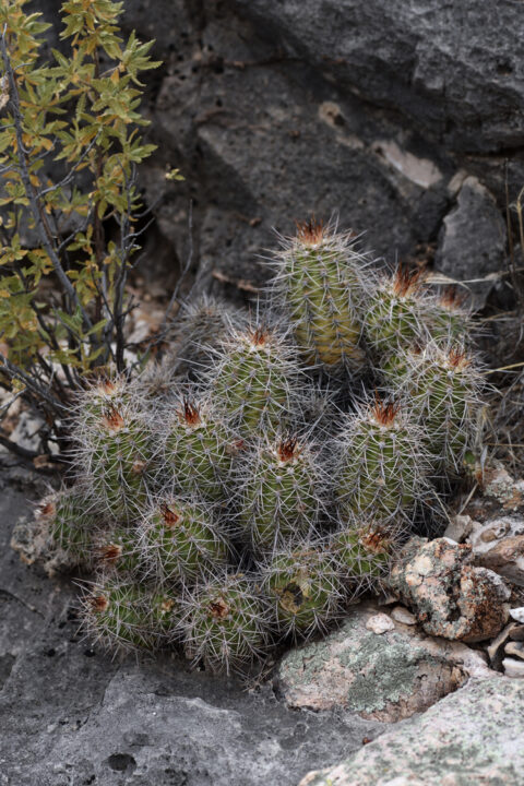 Echinocereus bakeri, USA, Arizona, Yavapai Co.
