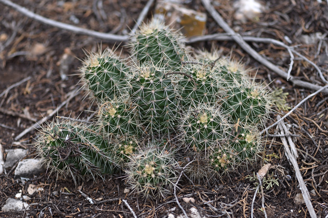 Echinocereus bakeri, USA, Arizona, Yavapai Co.