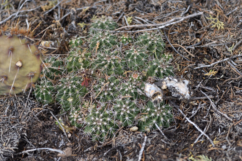Echinocereus bakeri, USA, Arizona, Yavapai Co.