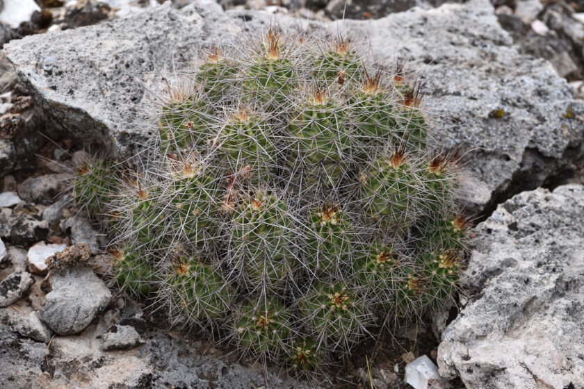 Echinocereus bakeri, USA, Arizona, Yavapai Co.