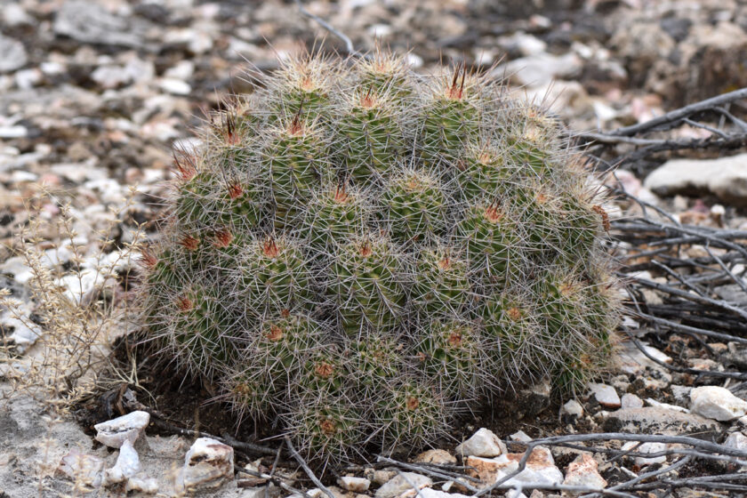 Echinocereus bakeri, USA, Arizona, Yavapai Co.