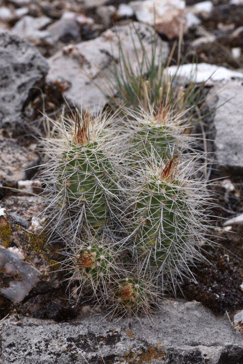 Echinocereus bakeri, USA, Arizona, Yavapai Co.