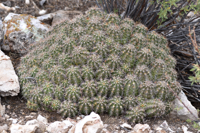 Echinocereus bakeri, USA, Arizona, Yavapai Co.