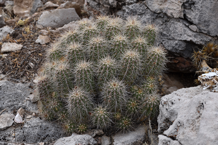 Echinocereus bakeri, USA, Arizona, Yavapai Co.