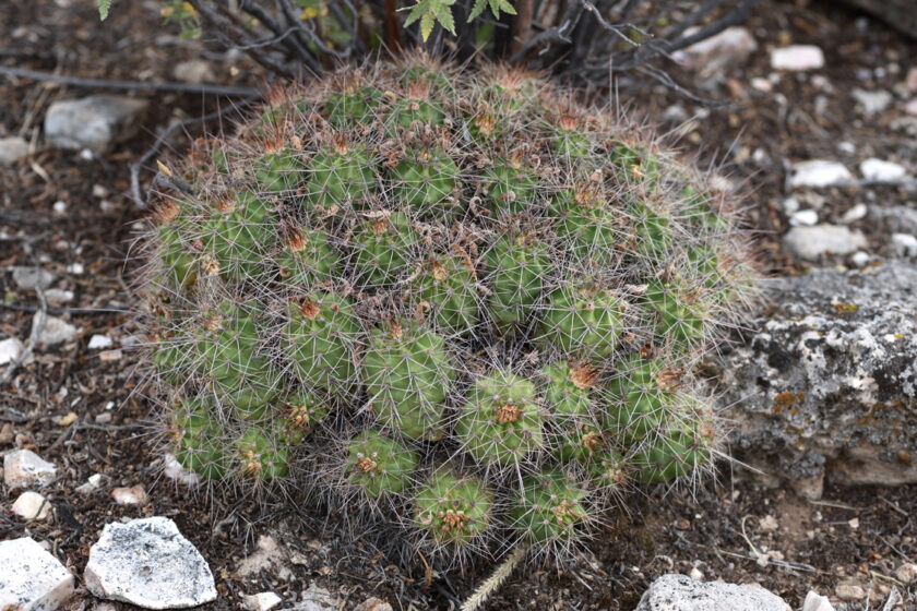 Echinocereus bakeri, USA, Arizona, Yavapai Co.