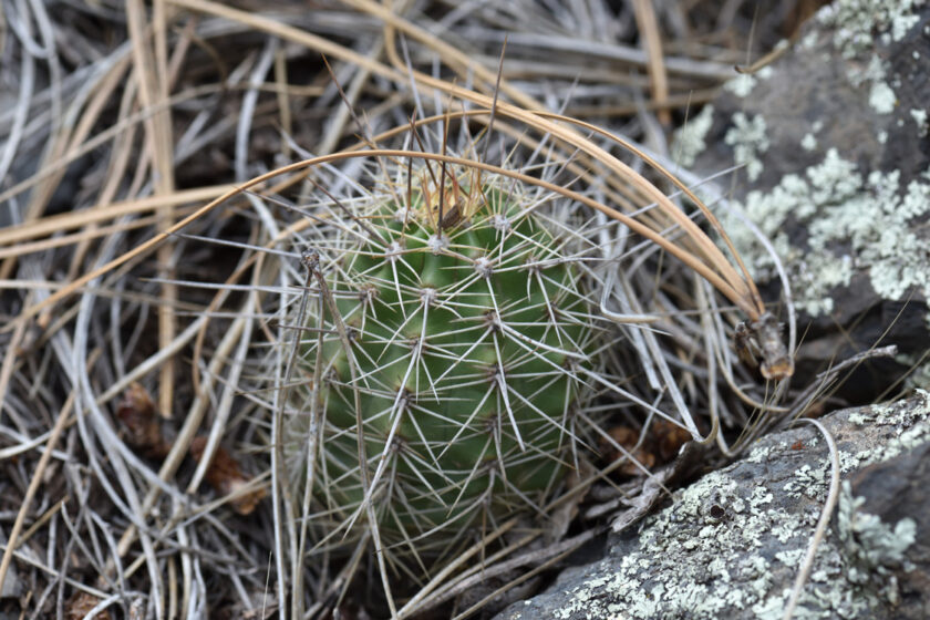 Echinocereus bakeri, USA, Arizona, Coconino Co.