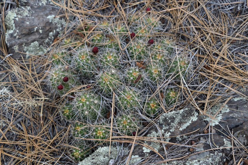 Echinocereus bakeri, USA, Arizona, Coconino Co.