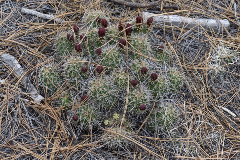 Echinocereus bakeri, USA, Arizona, Coconino Co.
