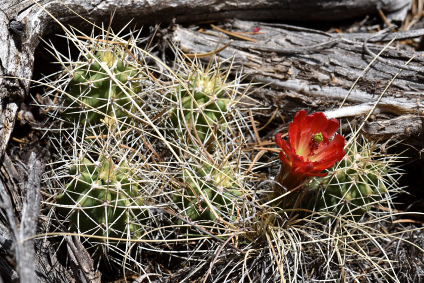 Echinocereus mojavensis, USA, Arizona, Coconino Co.