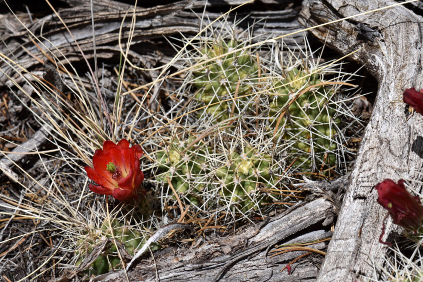 Echinocereus mojavensis, USA, Arizona, Coconino Co.
