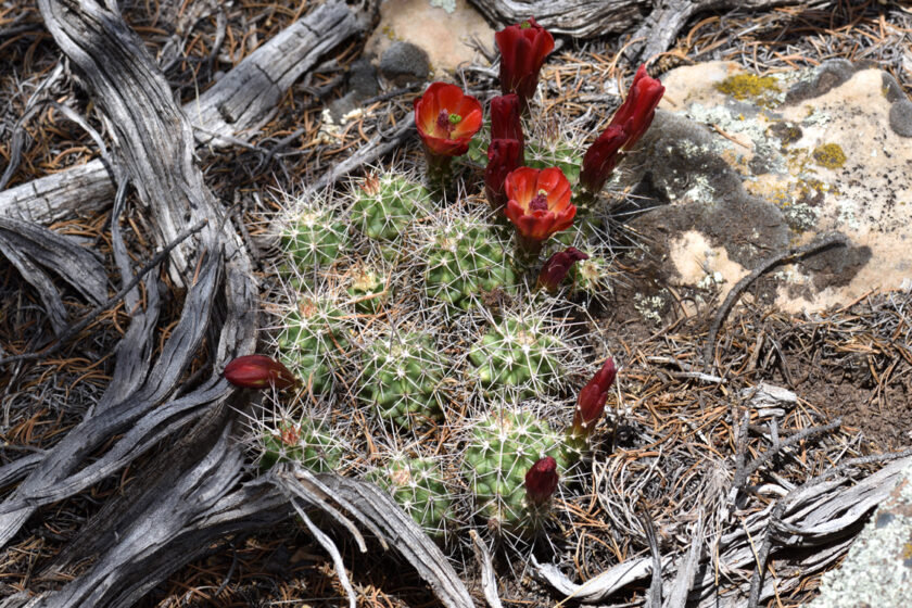 Echinocereus mojavensis, USA, Arizona, Coconino Co.