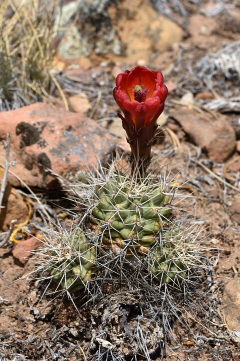 Echinocereus mojavensis, USA, Arizona, Coconino Co.
