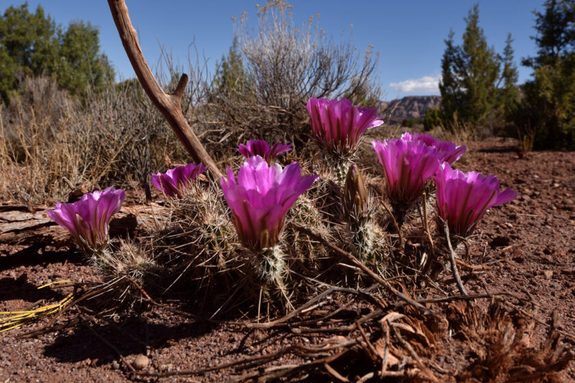 Echinocereus engelmannii, USA, Arizona, Coconino Co.