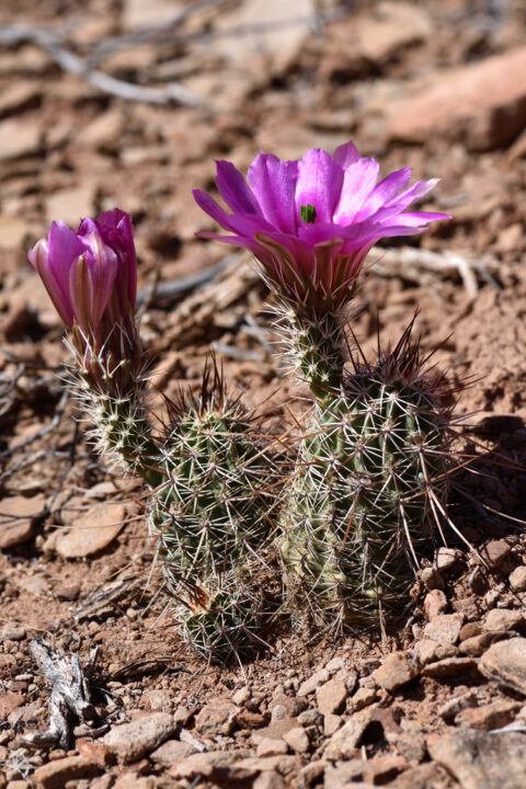 Echinocereus engelmannii, USA, Arizona, Coconino Co.