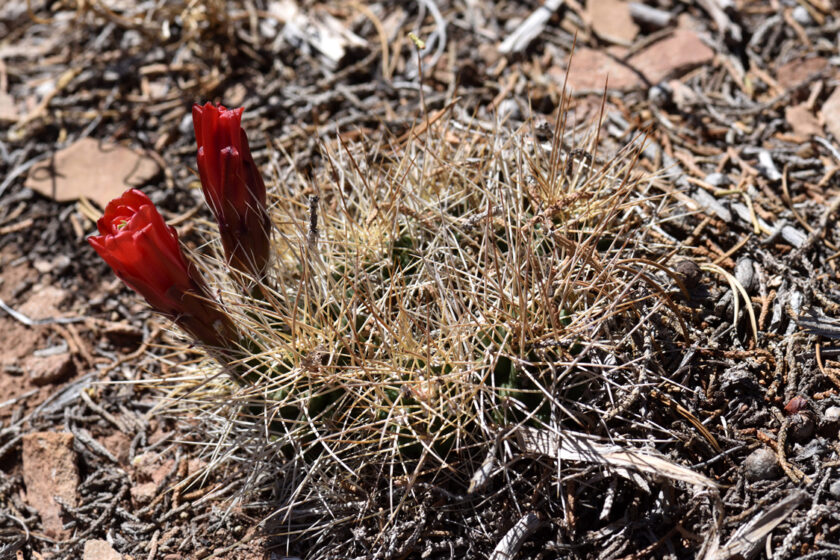 Echinocereus mojavensis, USA, Arizona, Coconino Co.