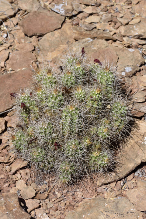 Echinocereus mojavensis, USA, Arizona, Coconino Co.