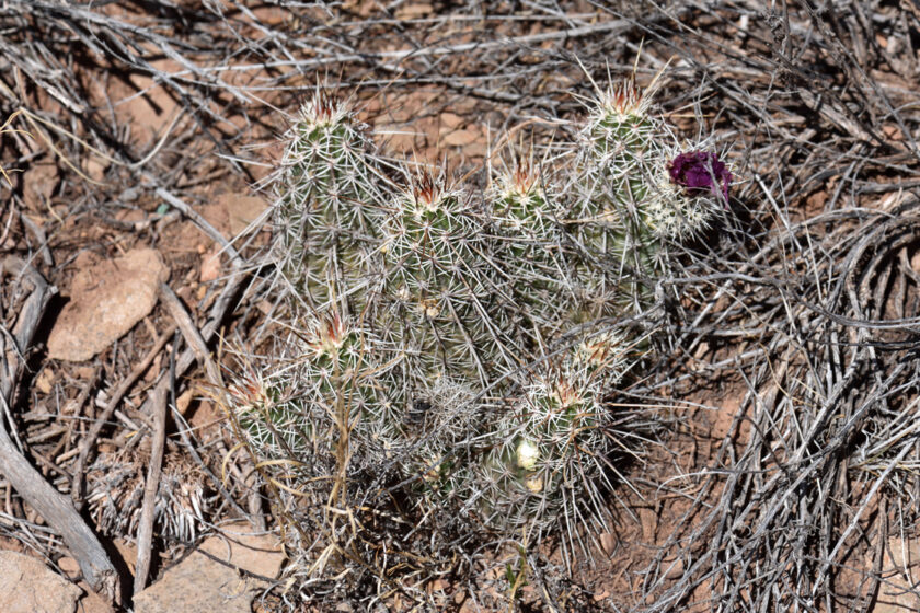 Echinocereus engelmannii, USA, Arizona, Coconino Co.