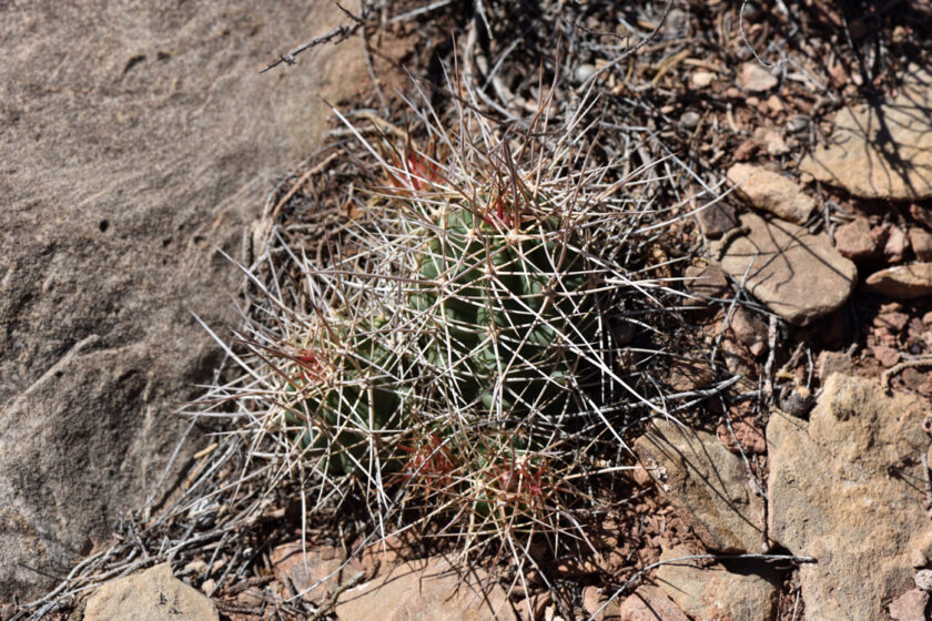 Echinocereus mojavensis, USA, Arizona, Coconino Co.