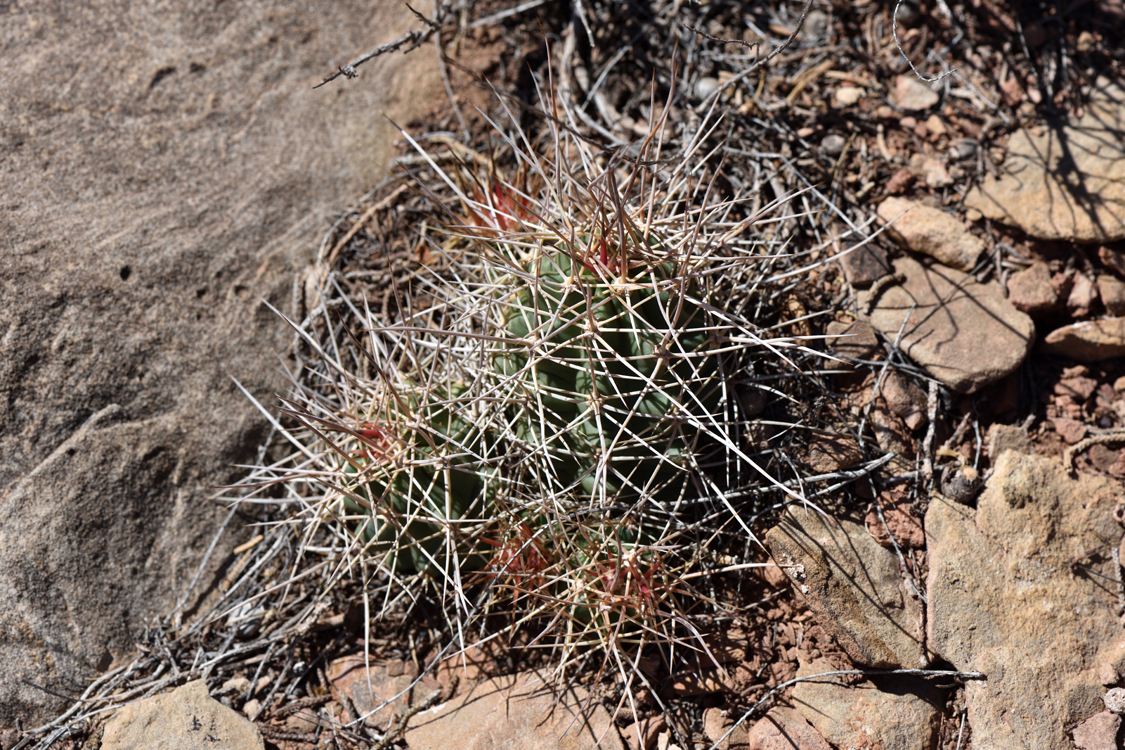 Echinocereus mojavensis, USA, Arizona, Coconino Co.