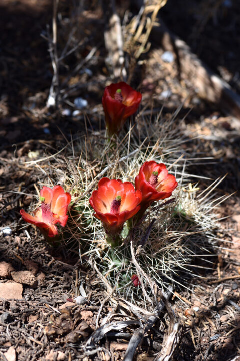 Echinocereus mojavensis, USA, Arizona, Coconino Co.