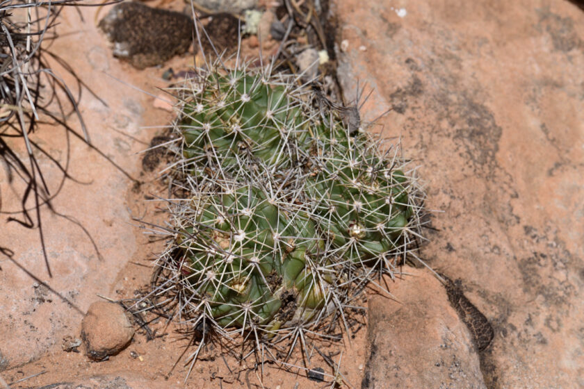 Echinocereus mojavensis, USA, Arizona, Navajo Co.