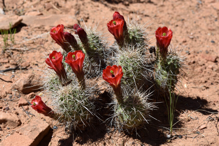 Echinocereus mojavensis, USA, Arizona, Navajo Co.