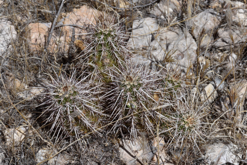 Echinocereus engelmannii, USA, Arizona, Coconino Co.