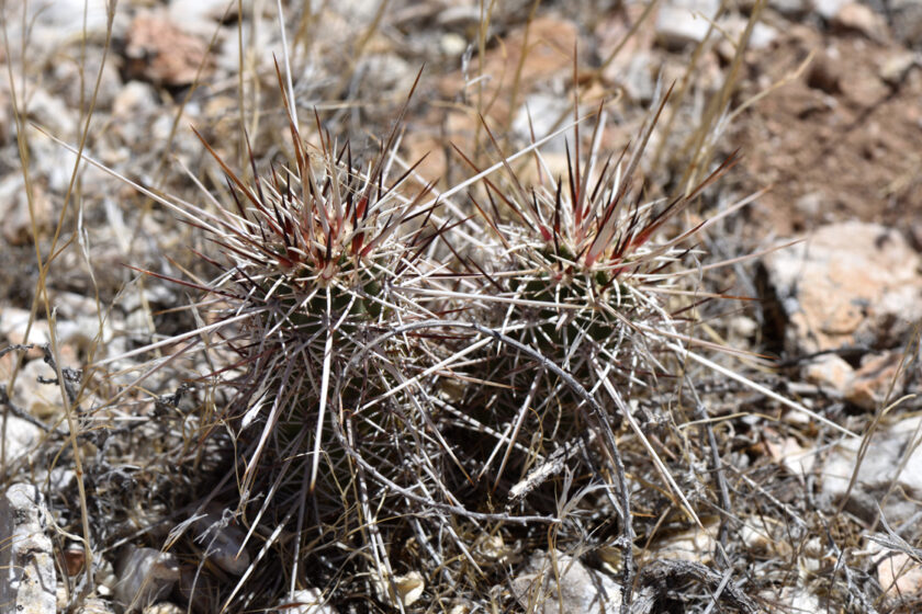 Echinocereus engelmannii, USA, Arizona, Coconino Co.