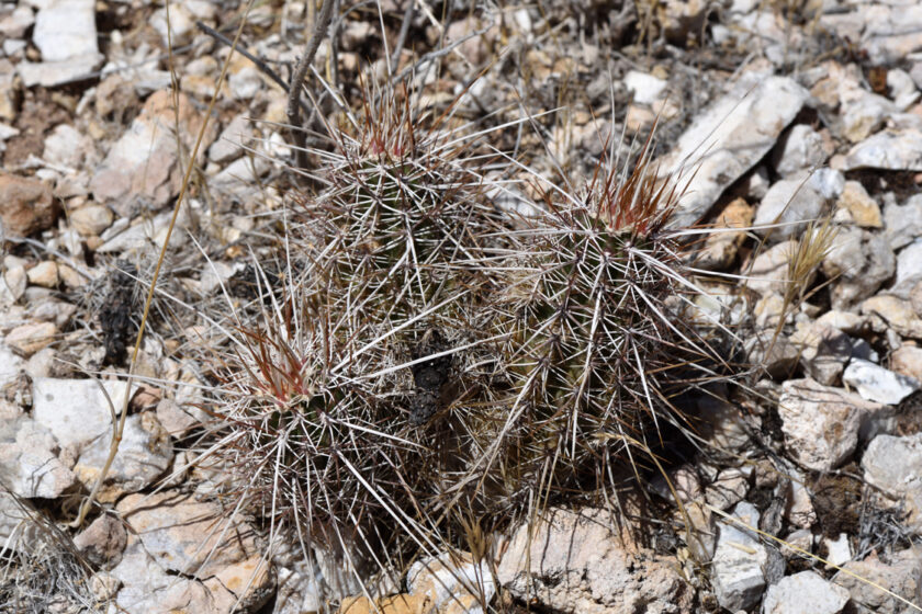Echinocereus engelmannii, USA, Arizona, Coconino Co.