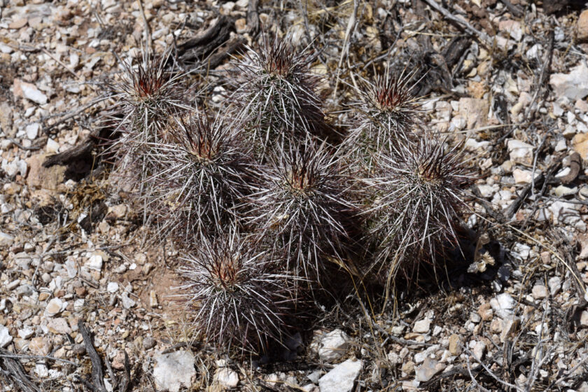 Echinocereus engelmannii, USA, Arizona, Coconino Co.
