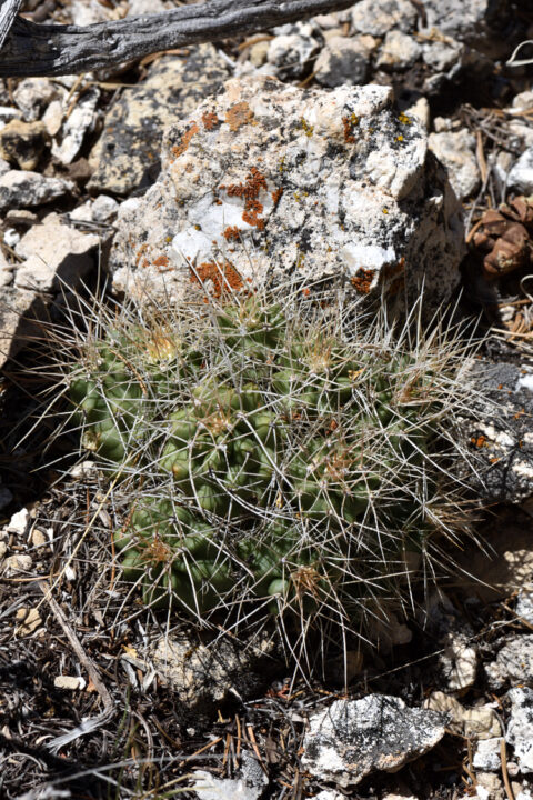 Echinocereus mojavensis, USA, Arizona, Coconino Co.