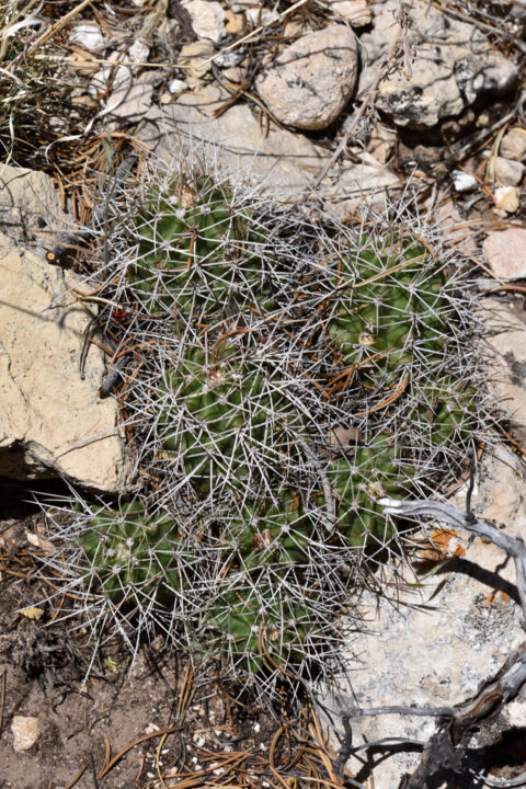 Echinocereus mojavensis, USA, Arizona, Coconino Co.