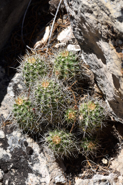 Echinocereus mojavensis, USA, Arizona, Coconino Co.