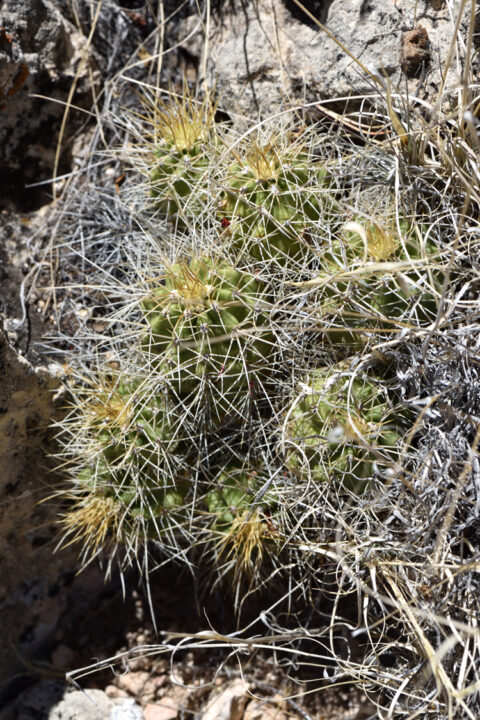 Echinocereus mojavensis, USA, Arizona, Coconino Co.