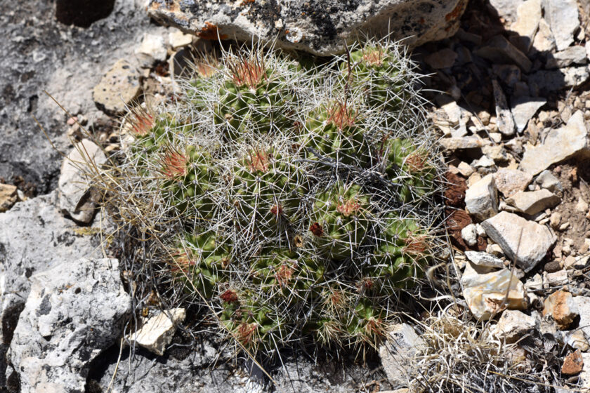 Echinocereus mojavensis, USA, Arizona, Coconino Co.