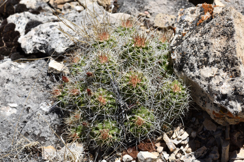 Echinocereus mojavensis, USA, Arizona, Coconino Co.