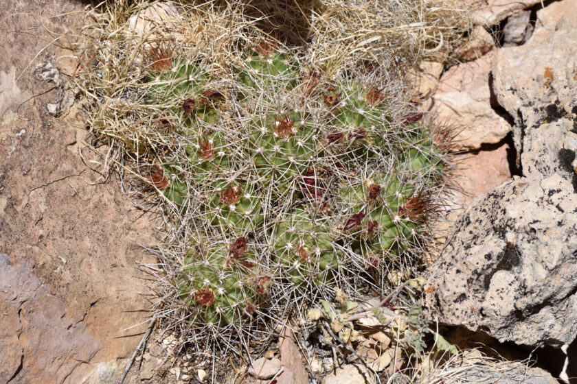 Echinocereus mojavensis, USA, Arizona, Coconino Co.